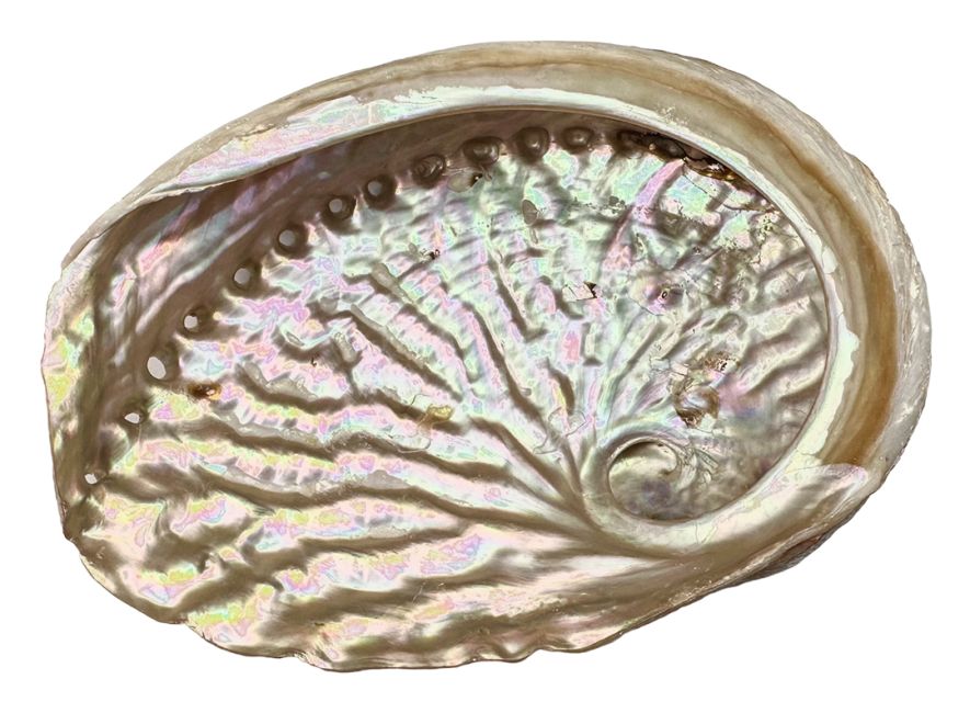 Australische Abalone-Muschel 13-15cm