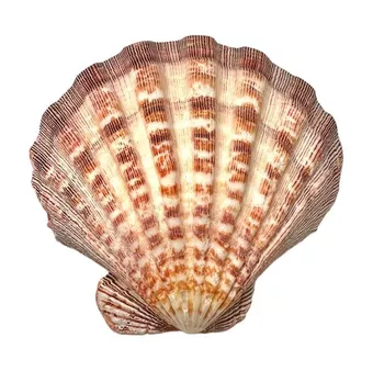 Räucherstäbchenhalter aus Jakobsmuscheln Löwenpfote 12-16cm