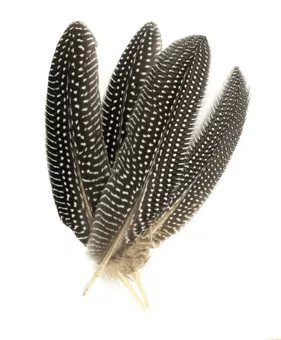 Erbsenfedern x10 15-20cm