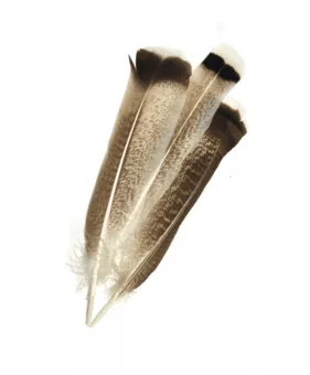 10 gefleckte Federn 25-30cm