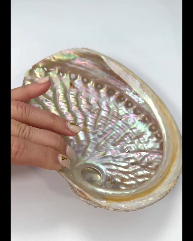 Australische Abalone-Muschel 15-17cm