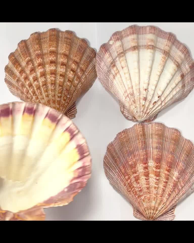 Räucherstäbchenhalter aus Jakobsmuscheln Löwenpfote 12-16cm